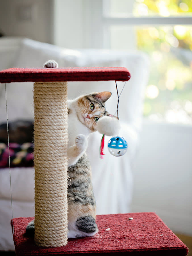 Cat playing with scratching post.