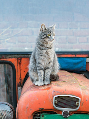 Outdoor cat sits on a tractor outside.