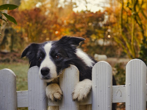 Border Collie dog peering behind white fence 