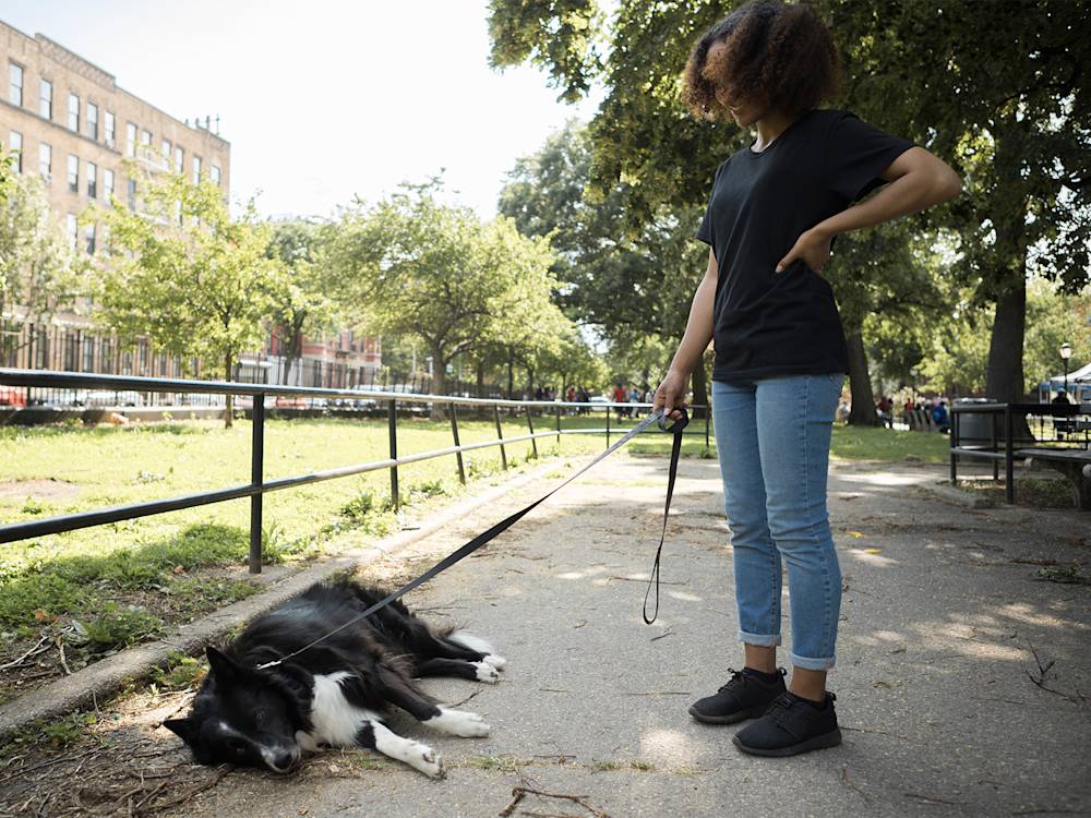 dog laying down on sidewalk refusing to walk