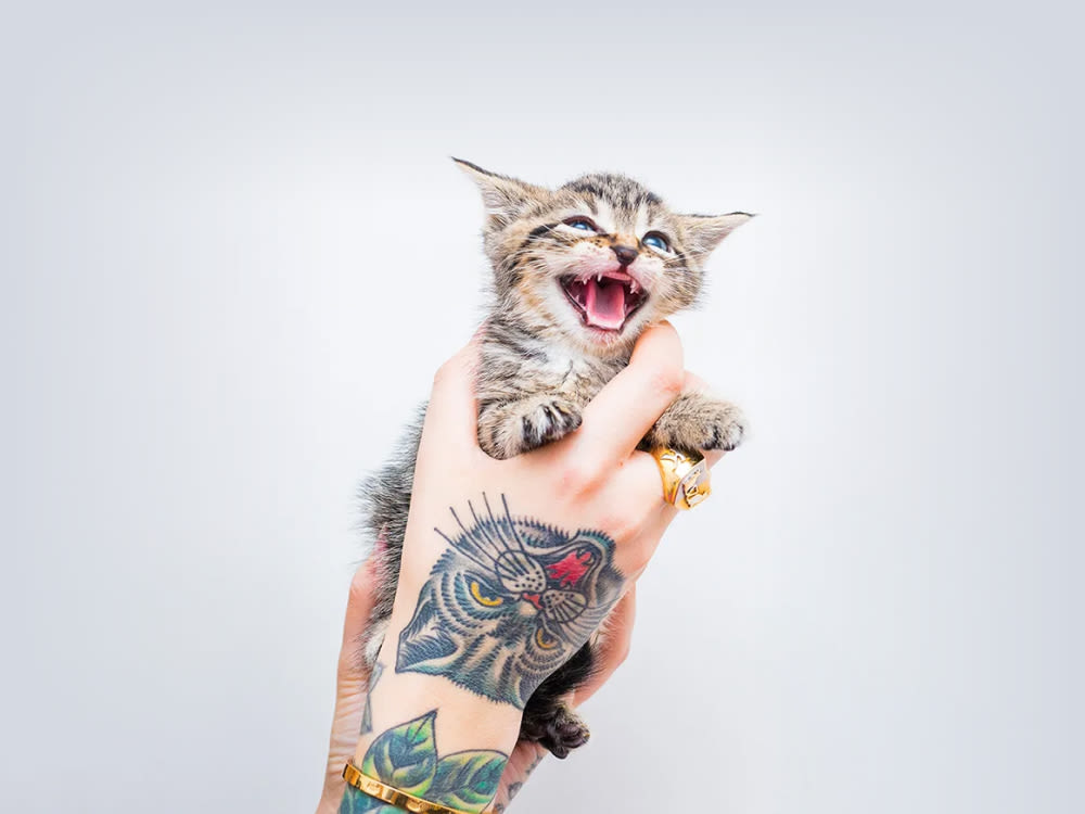 A hand holding a kitten with a cat tattooed at the hand.
