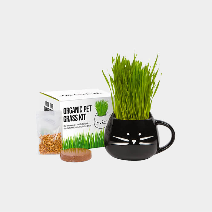 cat-ladies-cat-grass-grow-kit