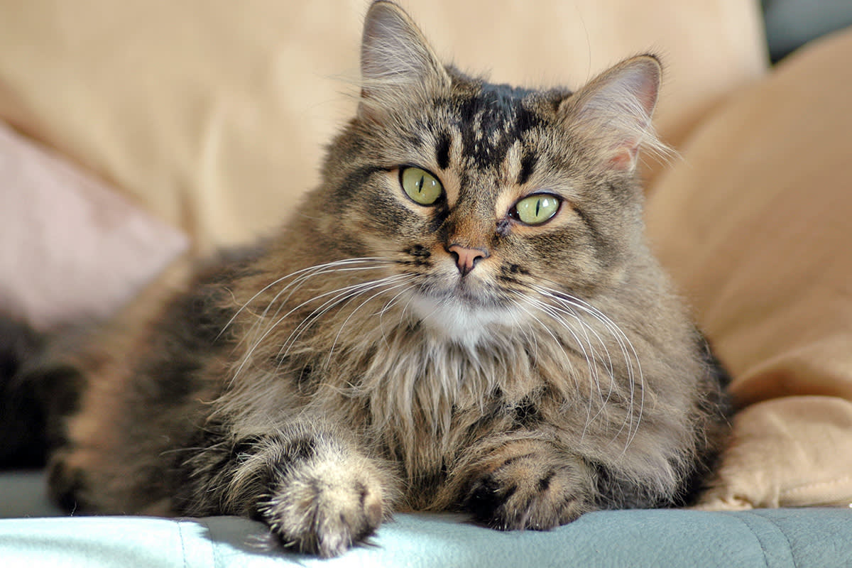 Longhair tabby