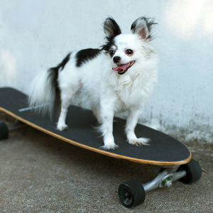 Happy dog on a skateboard 