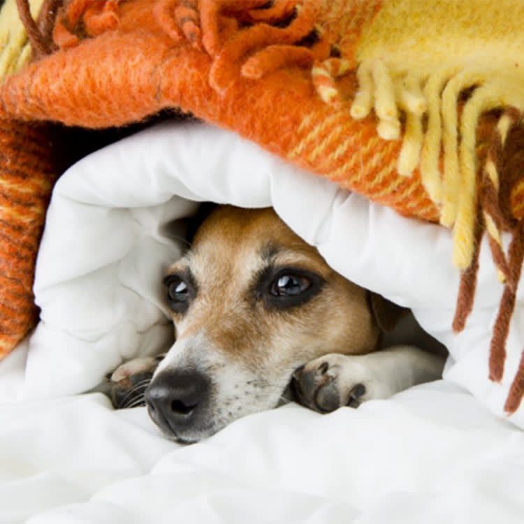 Dog hiding under orange blanket