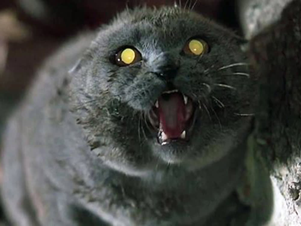 cat in Pet Sematary