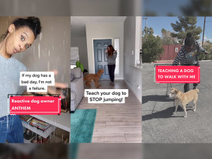 Side by side screenshots of Tik Toks by Tik Tok trainers. Left most image shows a woman with a surprised face with text that reads, "If my dog has a bad day, I'm not a failure," in white with, "Reactive Dog Owner ANTHEM," in pink. The center image is of a woman standing in her living room entry way which reads "Teach your dog to STOP jumping." The right most image depicts a Nigerian man training a tan dog that reads, "TEACHING A DOG TO WALK WITH ME."