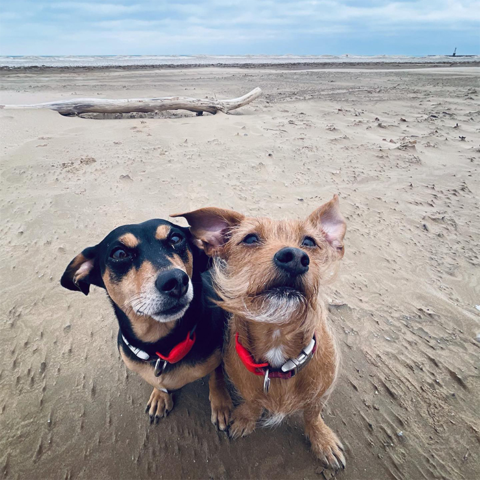 2 dogs on a beach