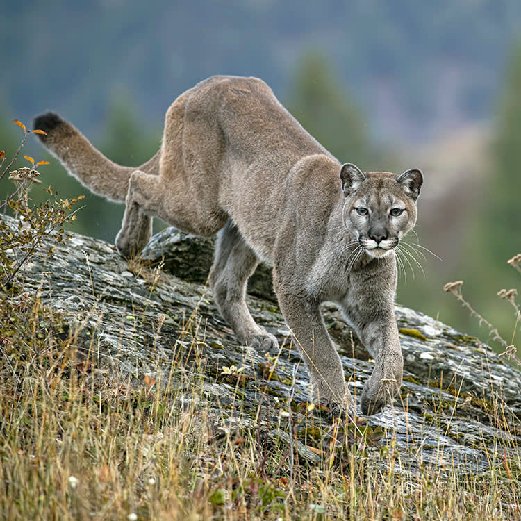 Mountain Lion outside.