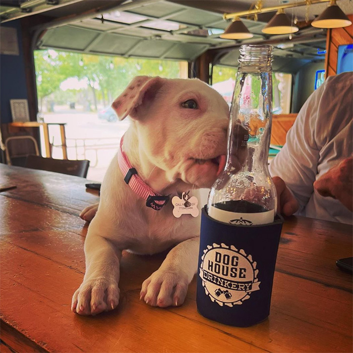 dog next to a bottle of beer