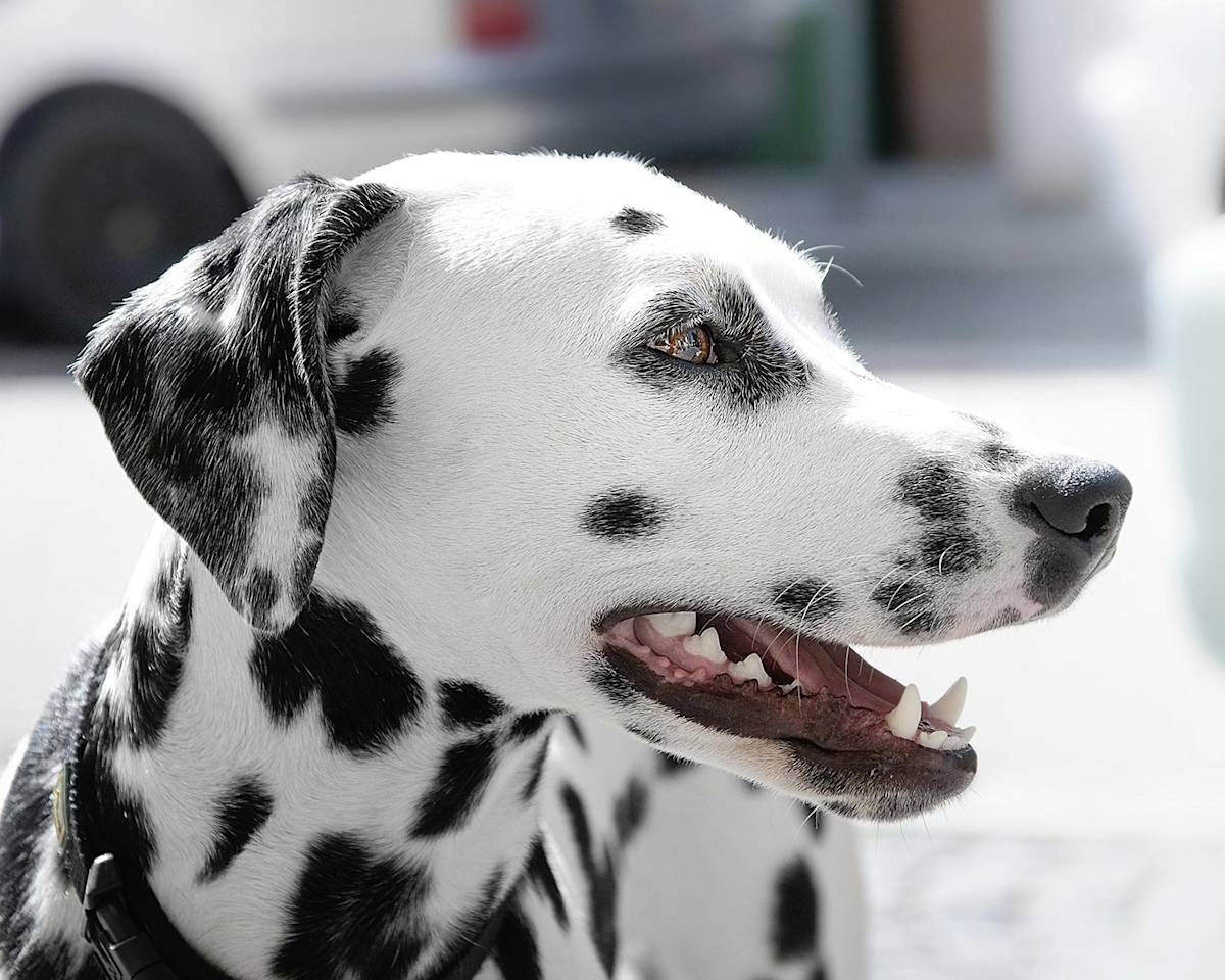 a black and white Dalmatian