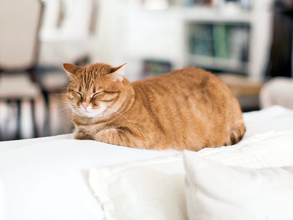 Cat sleeping on the sofa at home.