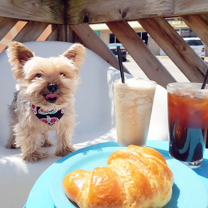 a small brown dog with a croissant at Halcyon 