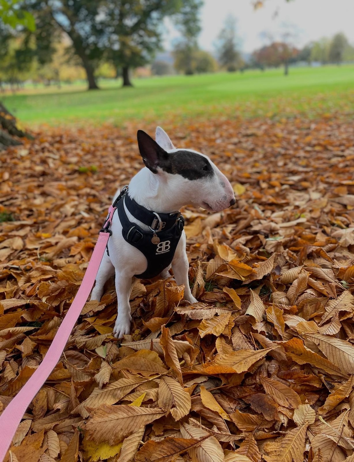 a bull terrier with a pink lead in golden leaves