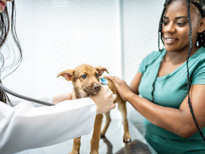 Cute puppy at the vet's office for the first time.