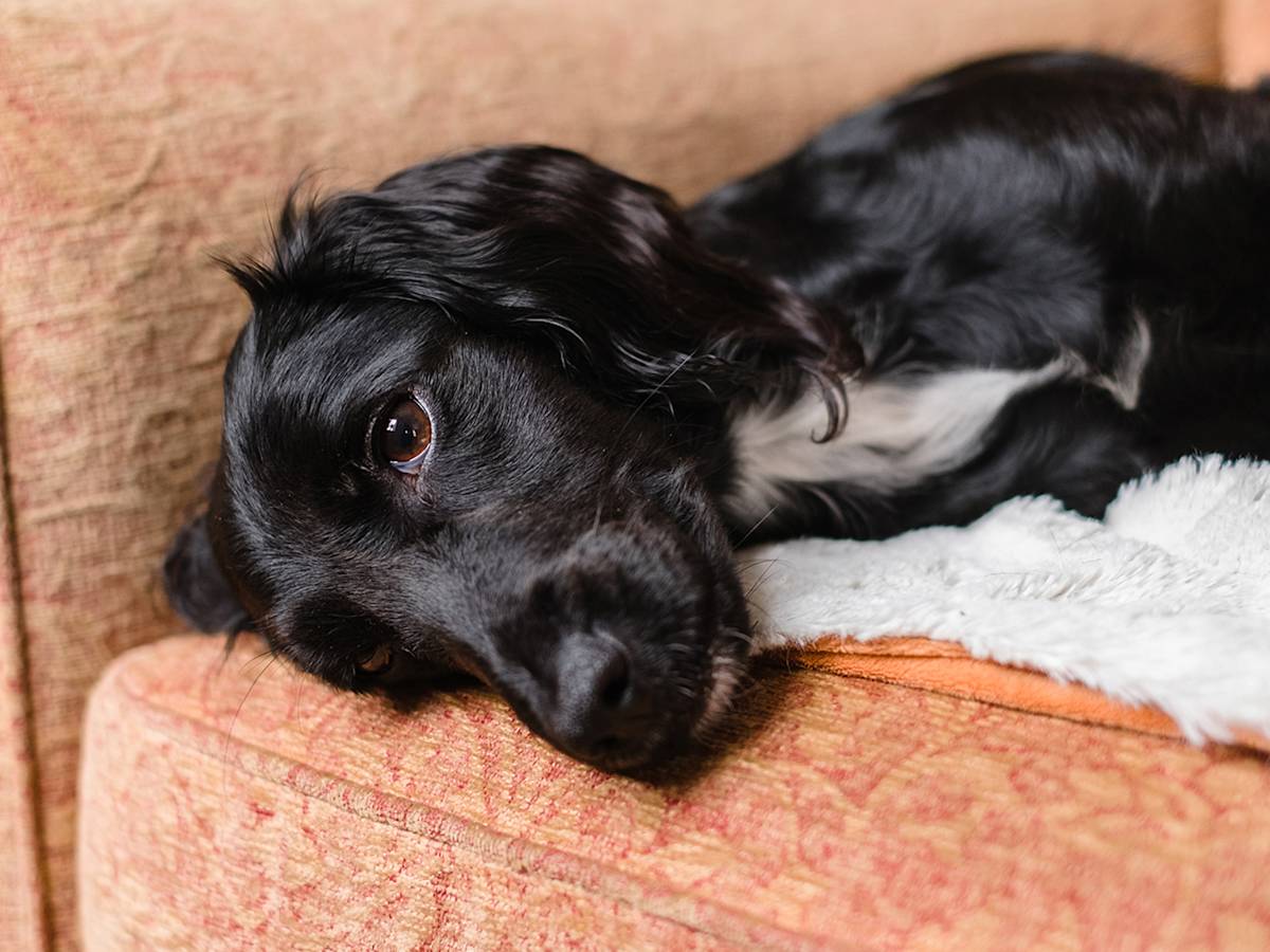 black and white dog looking ill laying on couch
