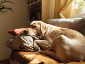 do older dogs sleep more