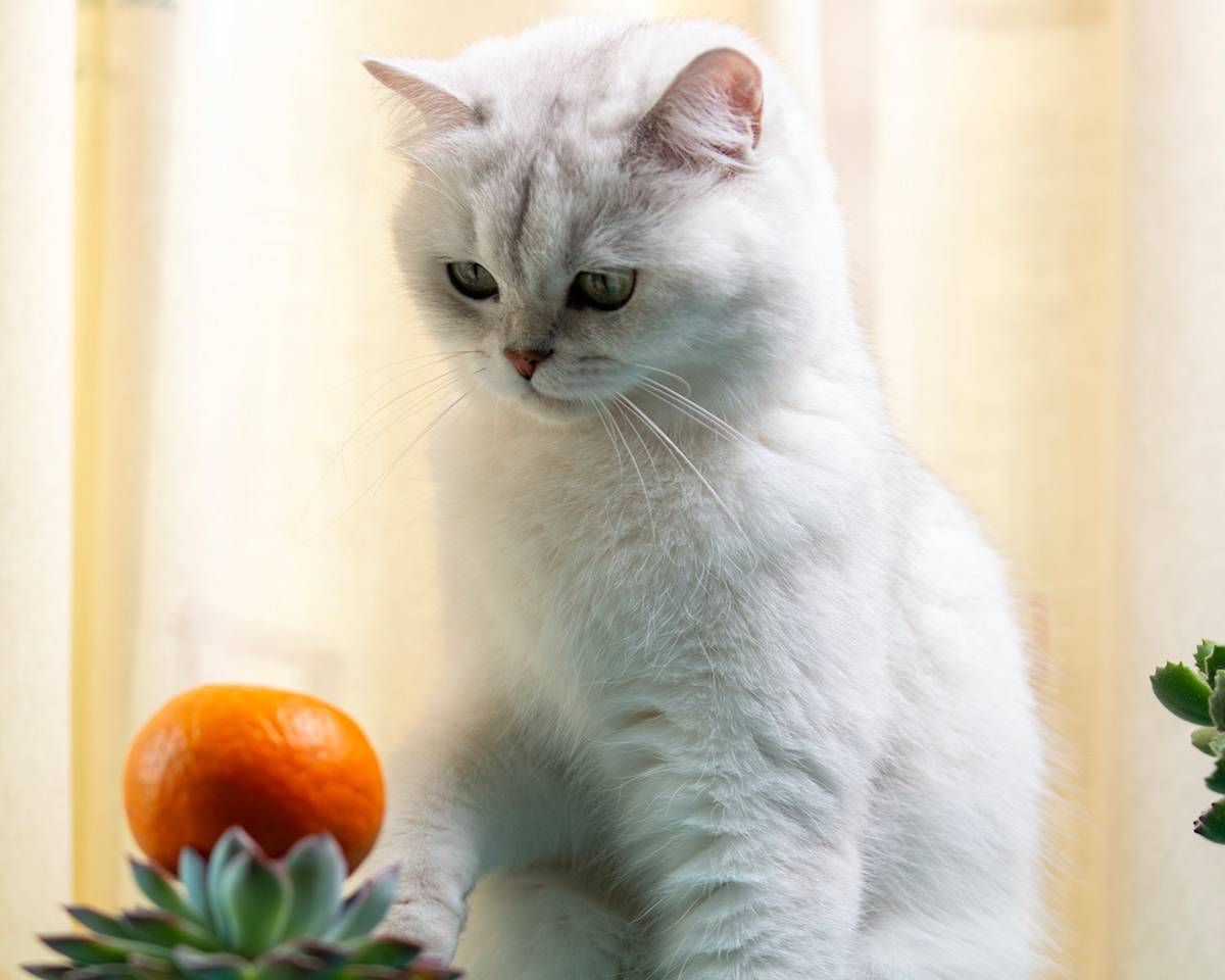 a picture of a white cat looking down at a satsuma orange with suspiscion