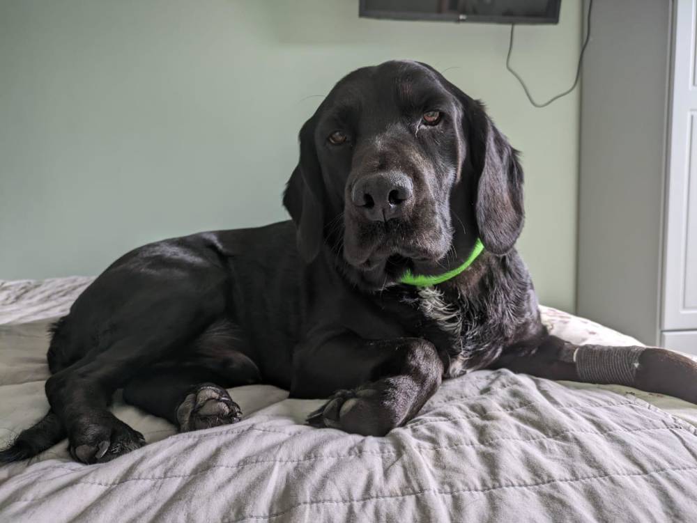 A black Labrador lying on a bed. 