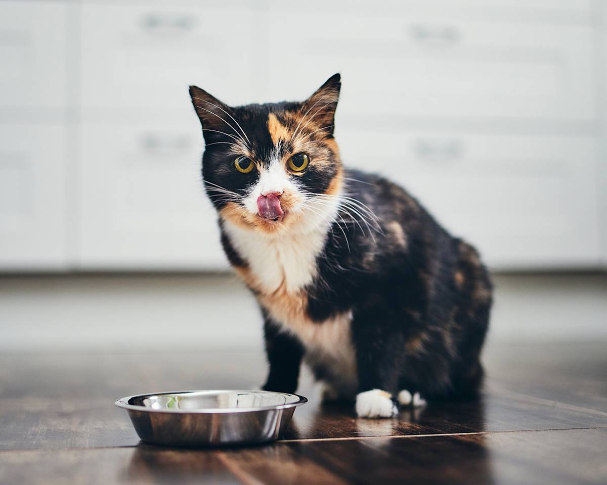 a calico cat licks their nose sitting next to a food bowl
