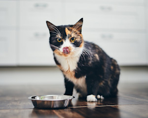 a calico cat licks their nose sitting next to a food bowl