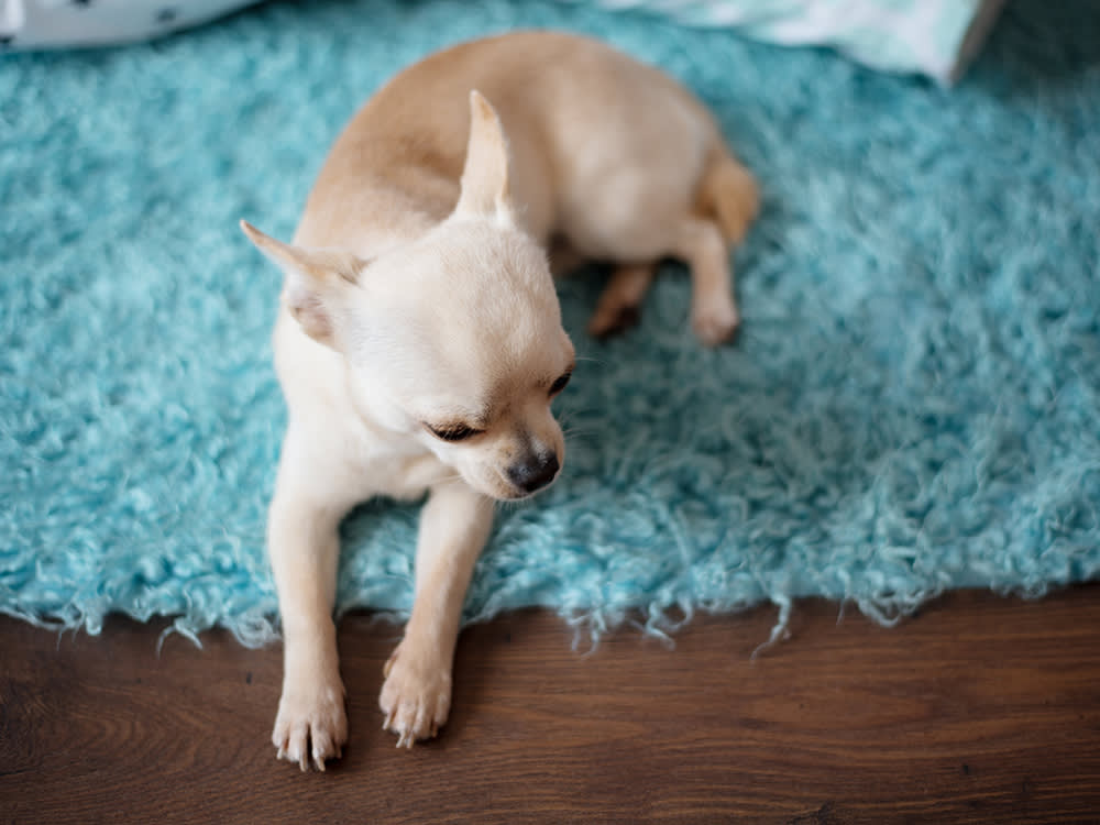 Tan Chihuahua dog laying on aqua rug looking down shamefully