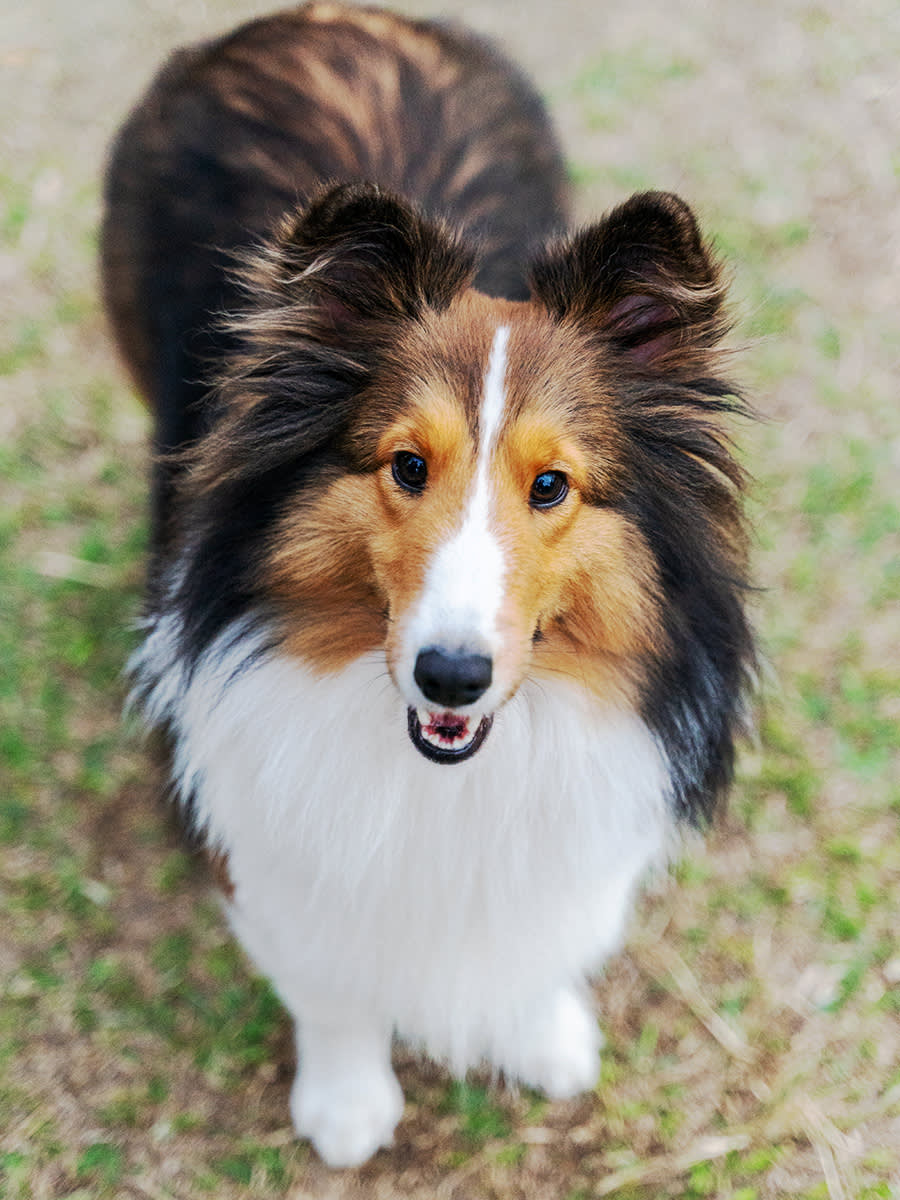 Sheltie dog