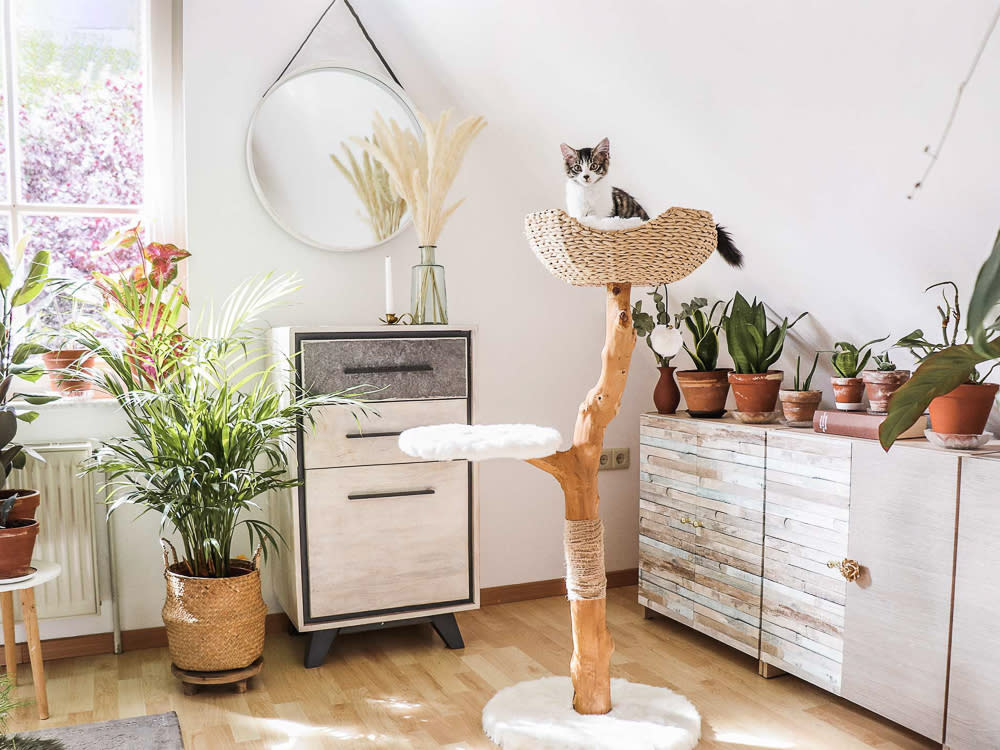 Gray and white cat sitting in a cat tree inside a sunny bedroom filled with houseplants