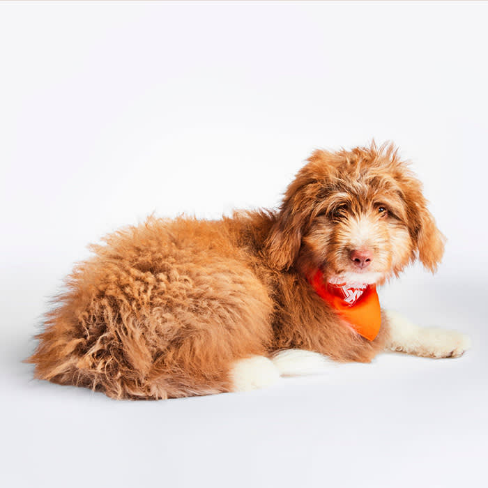 Guy Fereri puppy bowl, small orange dog 
