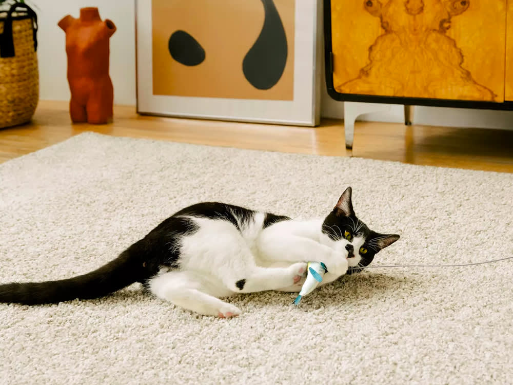 cat playing with toy from cat person brand