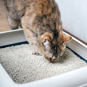 Cat in a litter tray