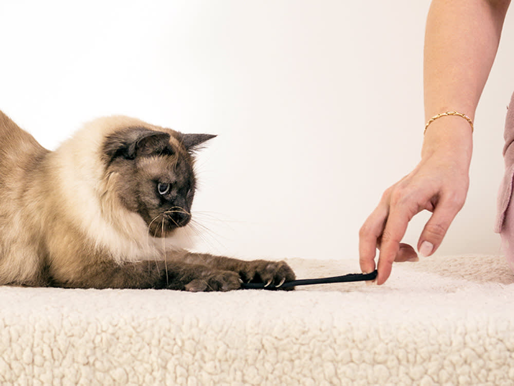 Woman playing with her cat and a hair tie at home.