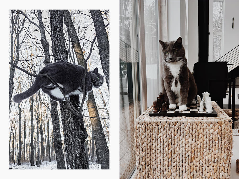 Zola Jesus's black and white cat