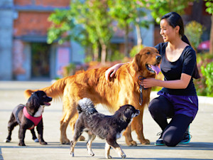 Woman surrounded by dogs playing outside.