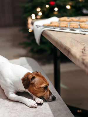 a dog by biscuits and a Christmas tree