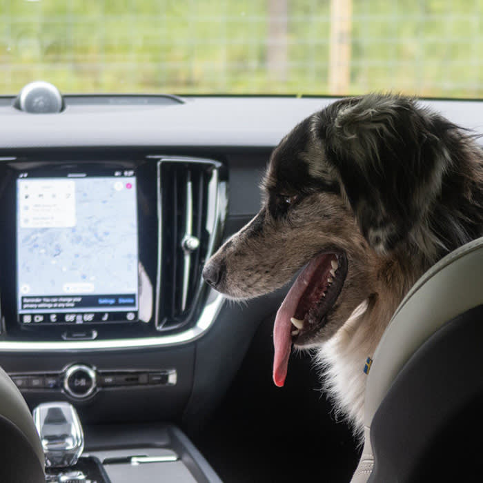 a dog in a Volvo