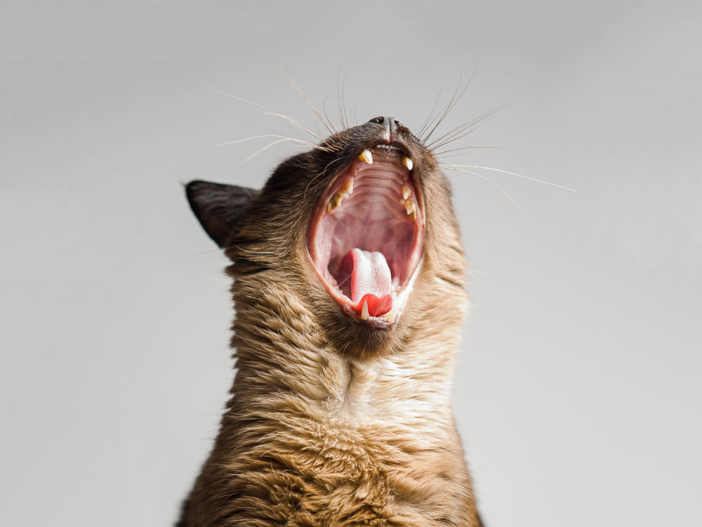 Cute Siamese cat yawning, showing his teeth and tongue
