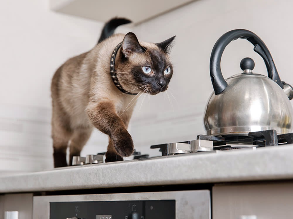 Cat walking on top of stove at home.