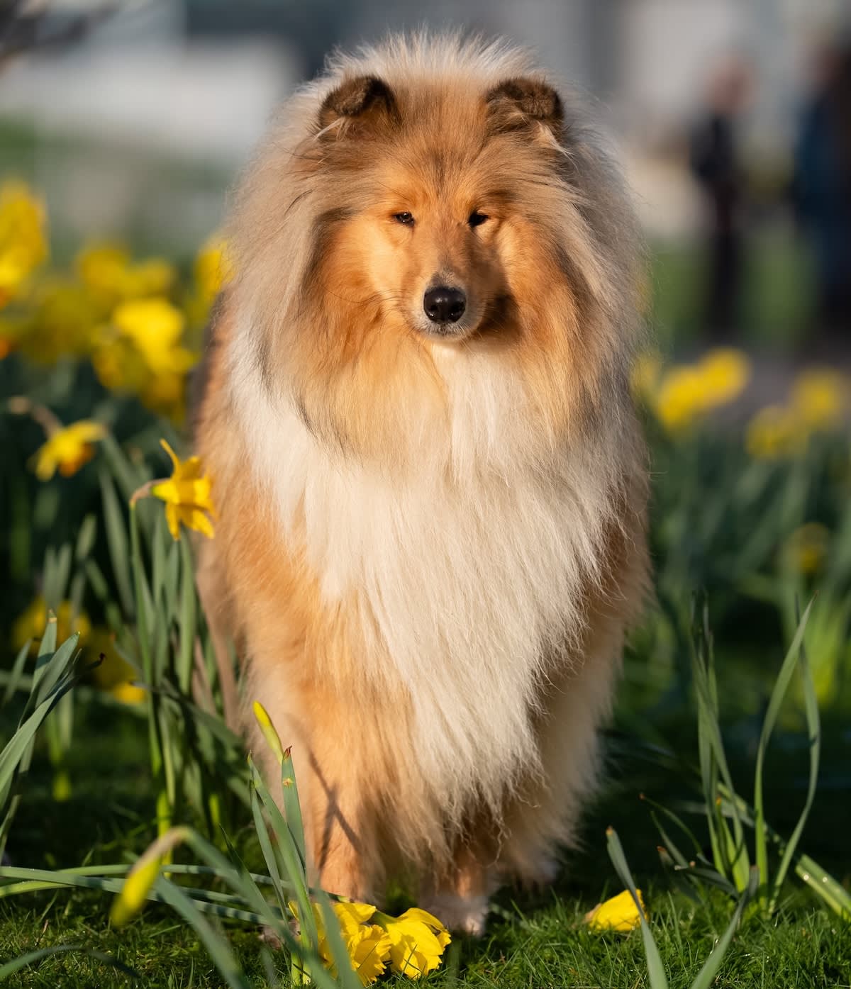 a lassie dog surrounded by daffodils