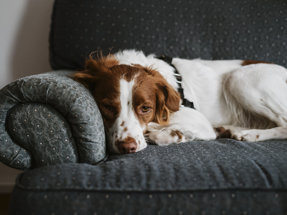 can dogs tell when youre sad