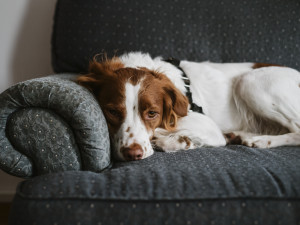 A dog laying on a couch looking relaxed 