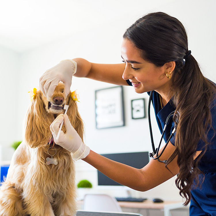Dog getting teeth cleaned at the vet.
