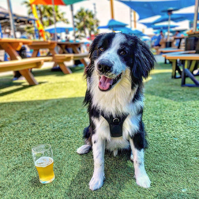 a dog poses next to a beer outside at Golden Road Brewing 