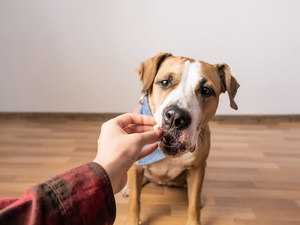 Dog gently takes treat from owner's hand