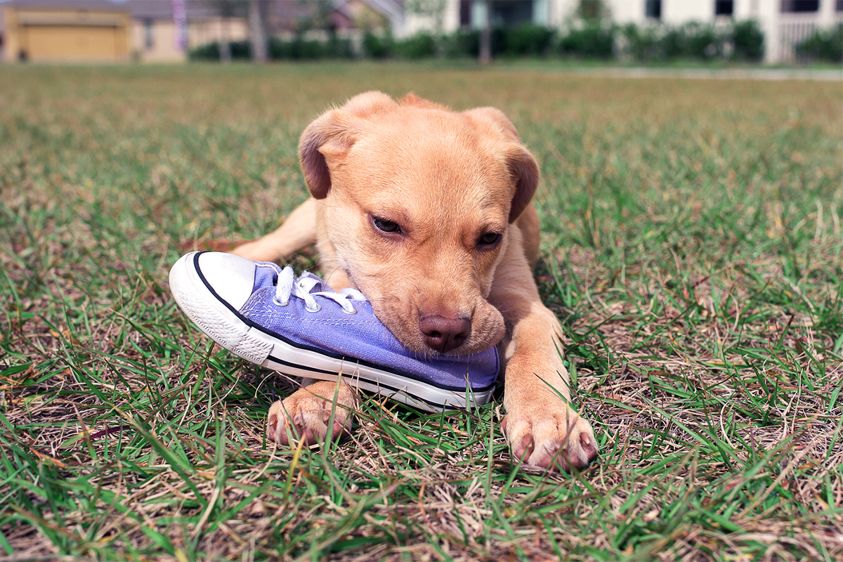 Dog chewing a person's hand
