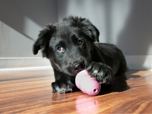 Black puppy chews on a frozen Kong treat