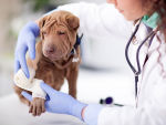 A puppy getting a wound dressed at the vet