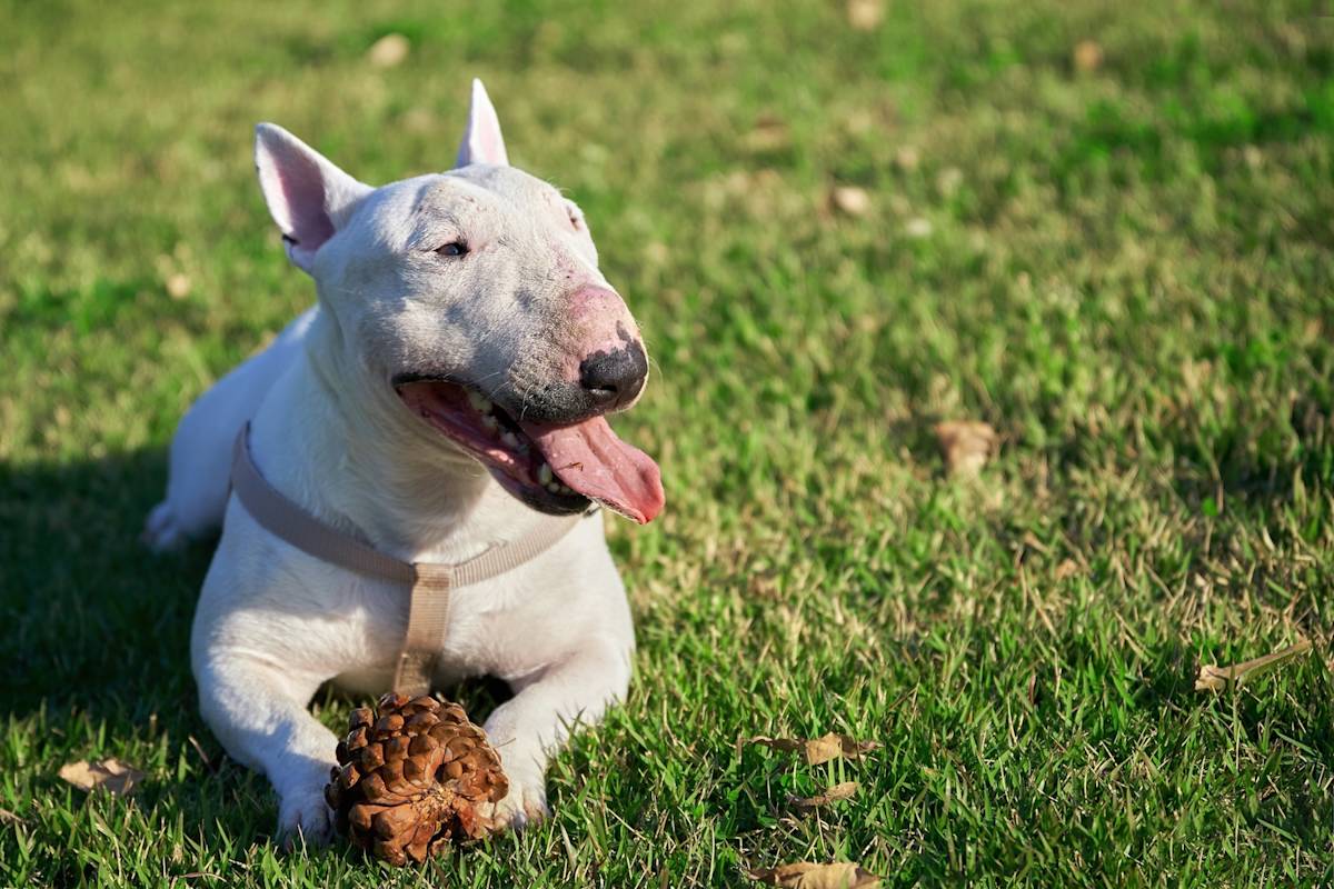 a picture of a white bull terrier lying in the grass with a pine cone between their front paws