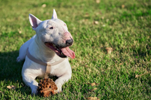 a picture of a white bull terrier lying in the grass with a pine cone between their front paws