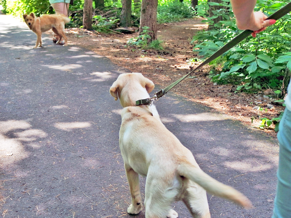Two dogs staring at each other on a walk outside.
